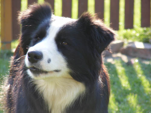 shoreland triumph ability